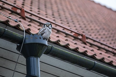 an owl on a roof