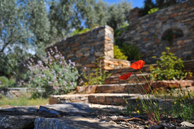 A garden in the sun 