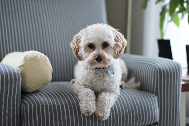 a white dog on an armchair