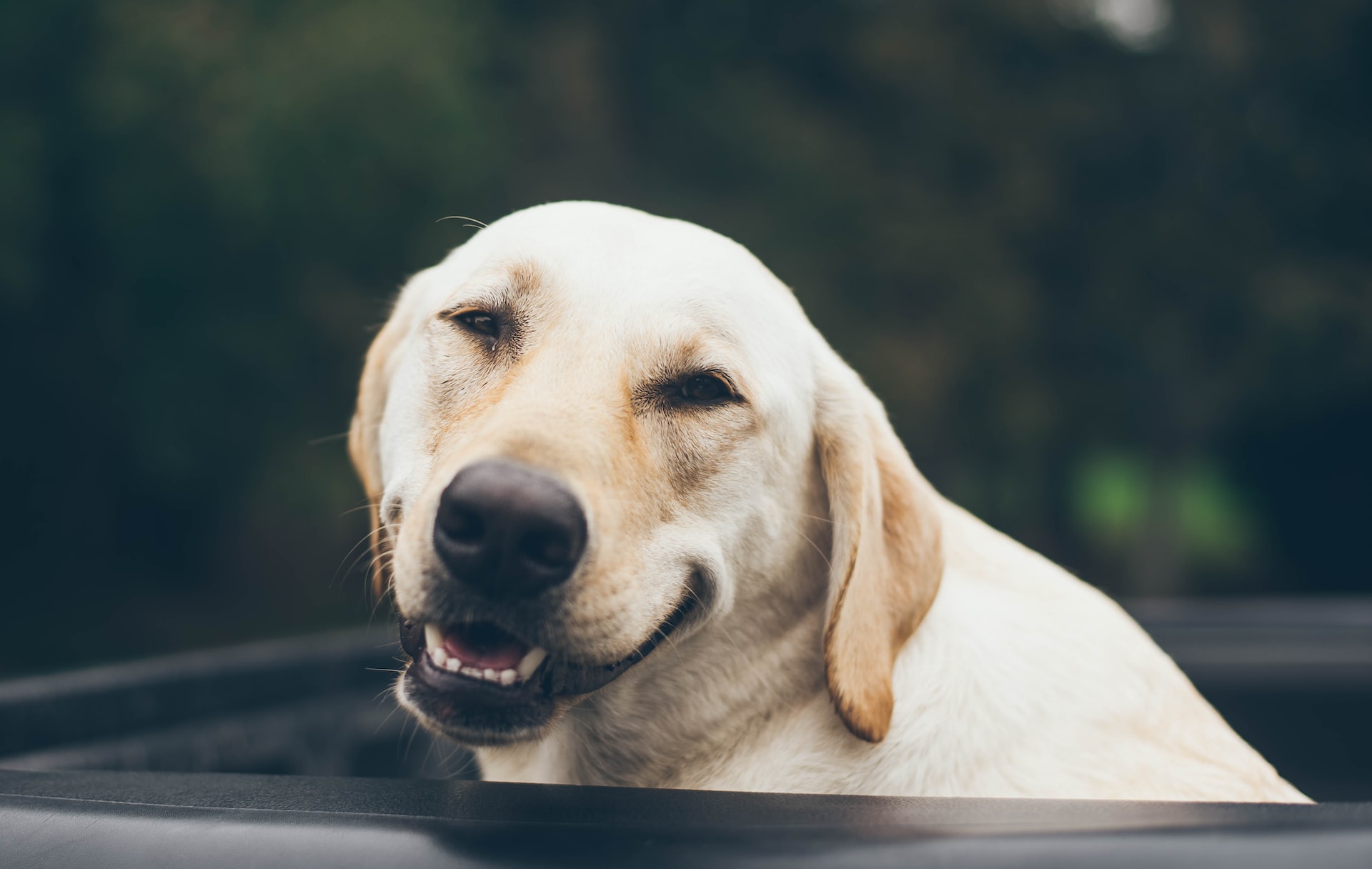 A smiling Labrador dog