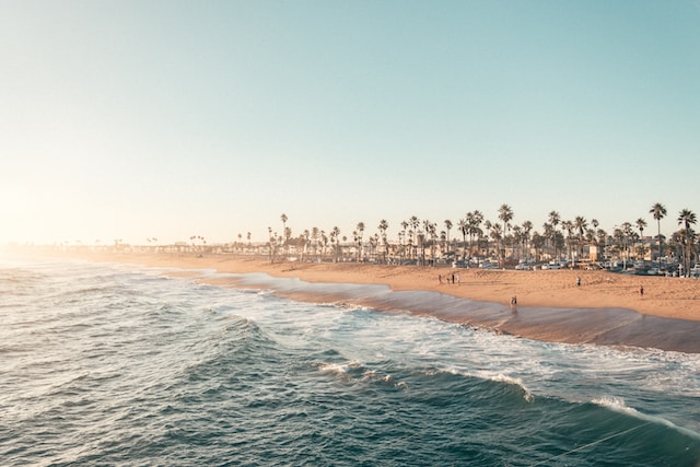 A shot of a sandy beach, palm trees and the ocean.